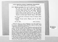 Dentipellis macrodon image